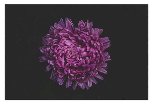 Tablou cu floare violetă (90x60 cm)
