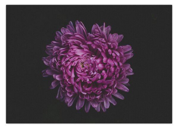 Tablou cu floare violetă (70x50 cm)