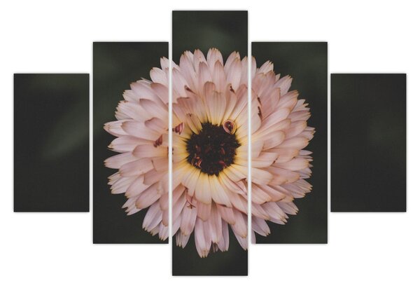 Tablou cu floare portocalie (150x105 cm)