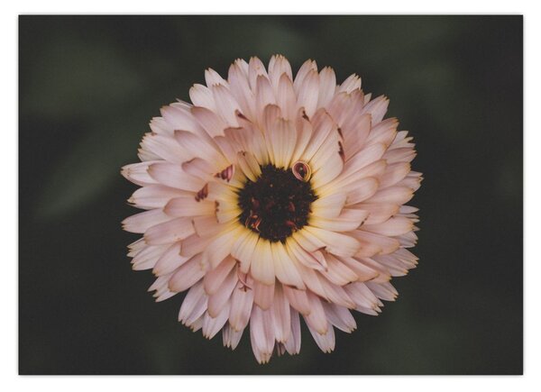 Tablou cu floare portocalie (70x50 cm)