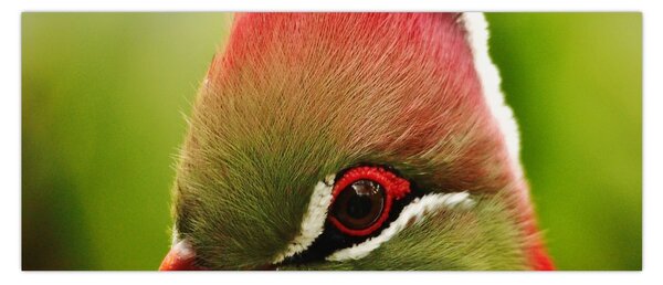 Tablou cu pasărea colorată (120x50 cm)