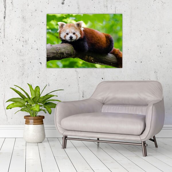 Tablou cu panda roșie (70x50 cm)