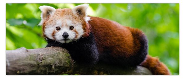 Tablou cu panda roșie (120x50 cm)