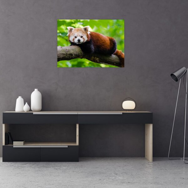 Tablou cu panda roșie (70x50 cm)