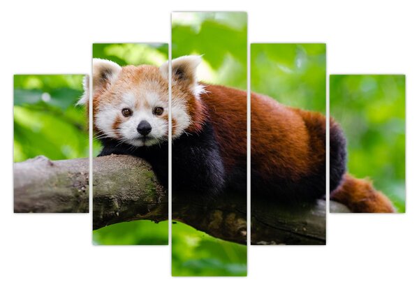 Tablou cu panda roșie (150x105 cm)