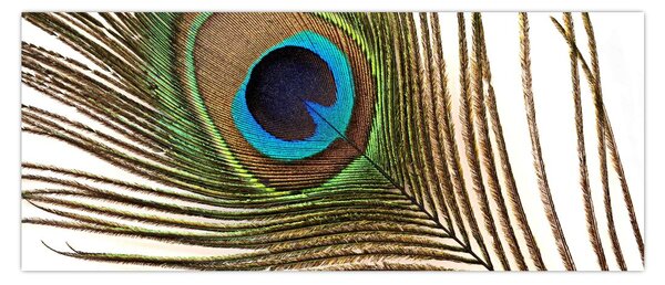 Tablou cu pene de păun (120x50 cm)
