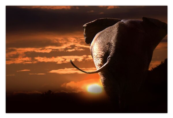 Tablou cu elefant (90x60 cm)