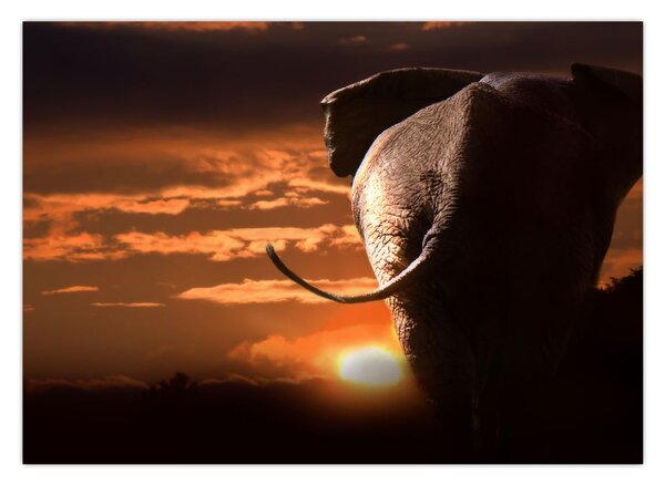Tablou cu elefant (70x50 cm)
