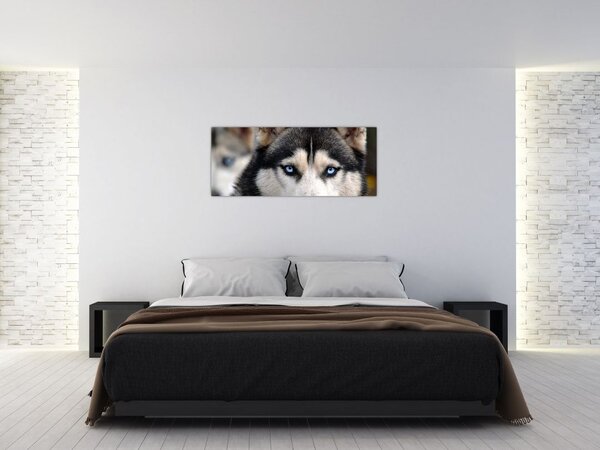 Tablou cu câinele husky (120x50 cm)