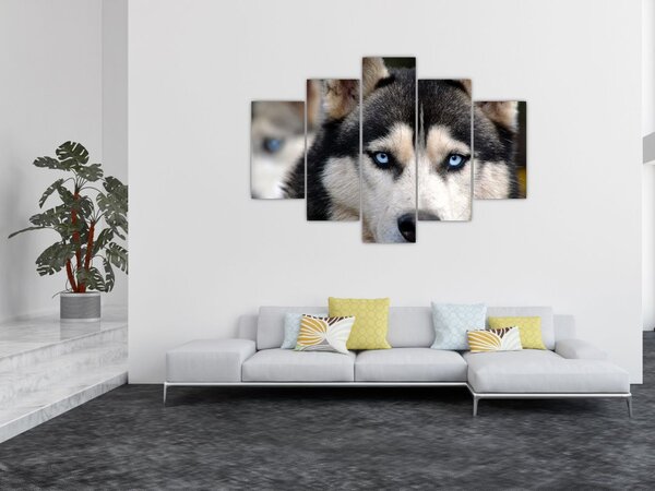 Tablou cu câinele husky (150x105 cm)