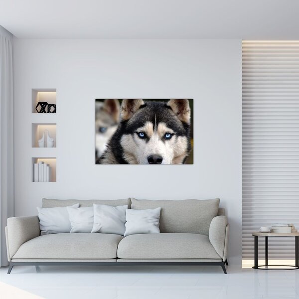 Tablou cu câinele husky (90x60 cm)