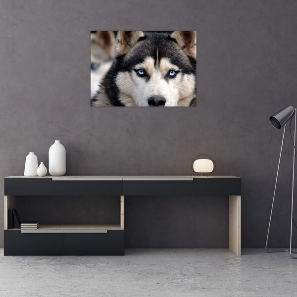 Tablou cu câinele husky (70x50 cm)