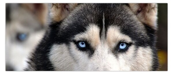 Tablou cu câinele husky (120x50 cm)