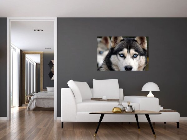 Tablou cu câinele husky (90x60 cm)