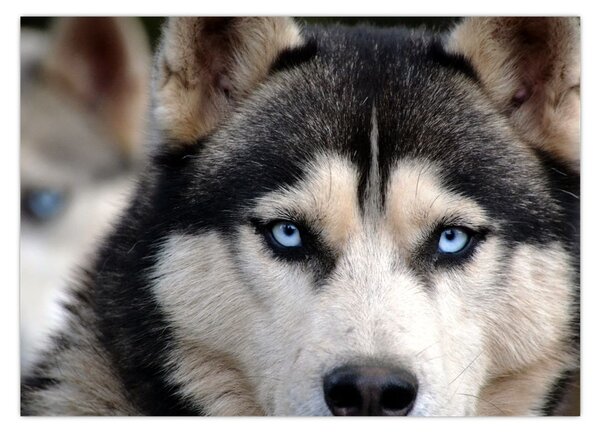 Tablou cu câinele husky (70x50 cm)