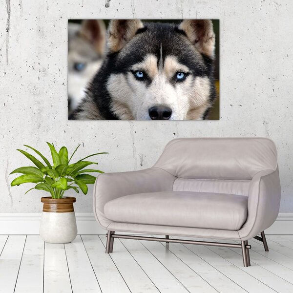 Tablou cu câinele husky (90x60 cm)