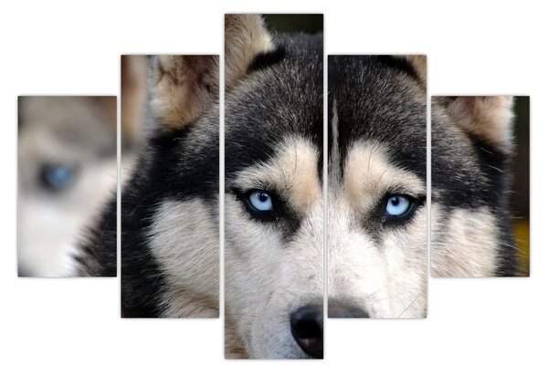 Tablou cu câinele husky (150x105 cm)