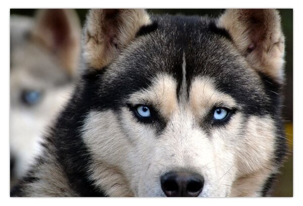 Tablou cu câinele husky (90x60 cm)
