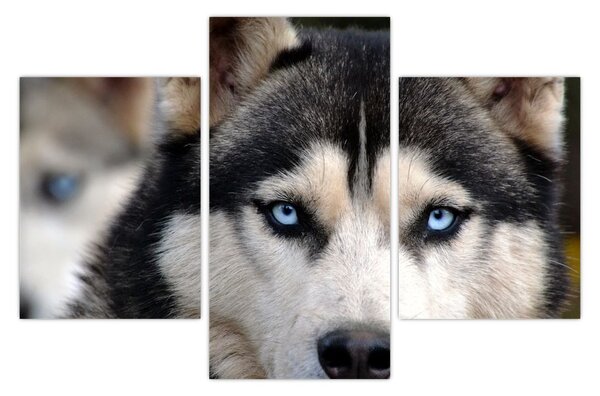 Tablou cu câinele husky (90x60 cm)