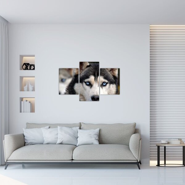 Tablou cu câinele husky (90x60 cm)