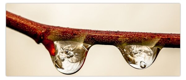 Tablou cu picături de apă pe creangă (120x50 cm)
