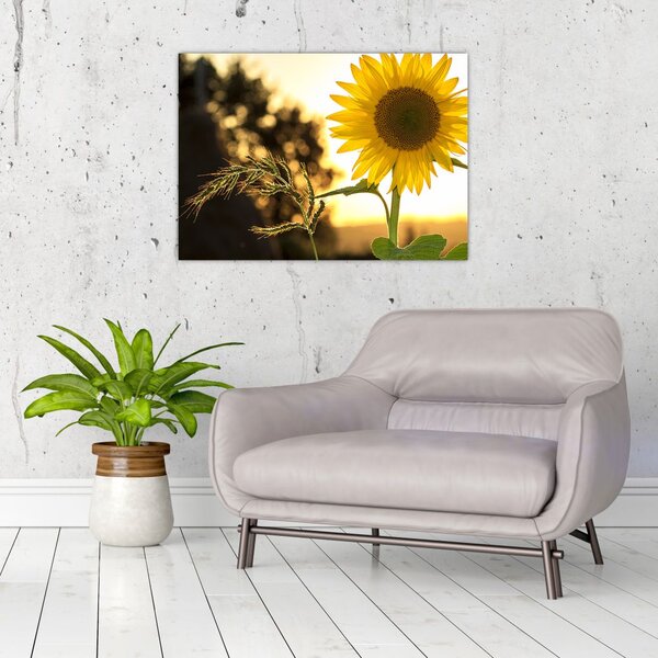 Tablou cu floarea soarelui (70x50 cm)