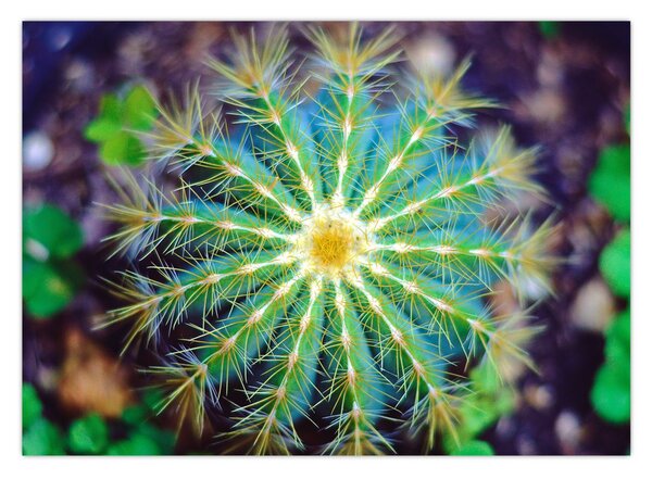Tablou cu cactus (70x50 cm)