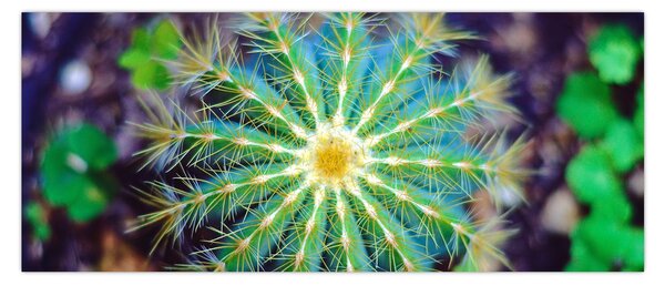 Tablou cu cactus (120x50 cm)