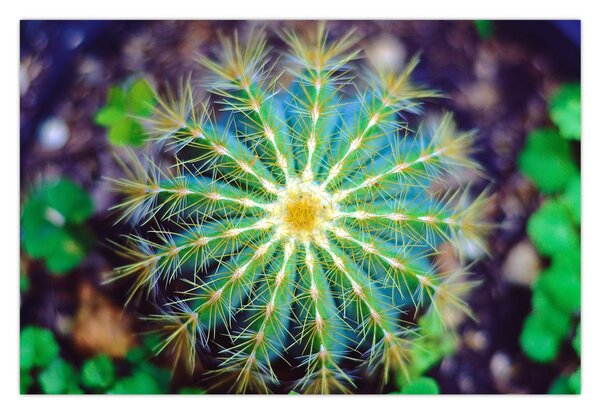 Tablou cu cactus (90x60 cm)