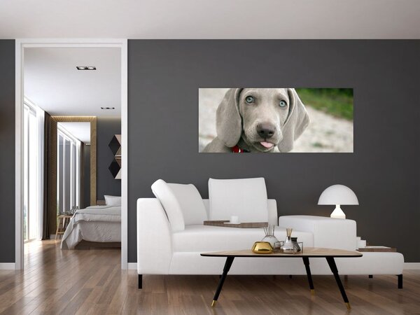 Tablou - cățeluș weimaraner (120x50 cm)