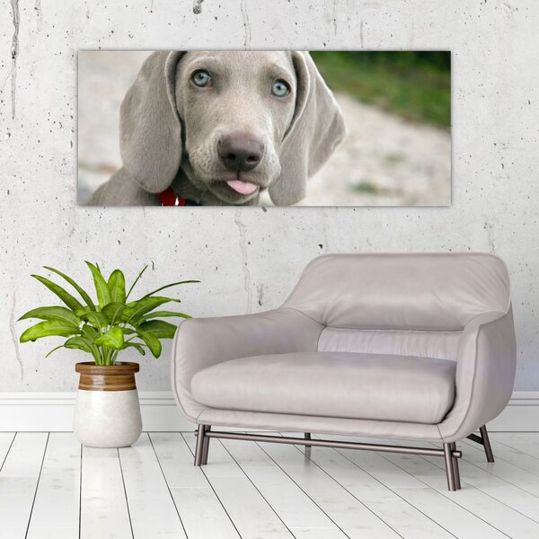 Tablou - cățeluș weimaraner (120x50 cm)