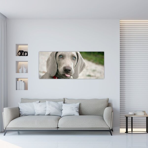 Tablou - cățeluș weimaraner (120x50 cm)