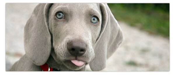 Tablou - cățeluș weimaraner (120x50 cm)