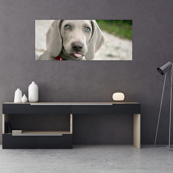 Tablou - cățeluș weimaraner (120x50 cm)