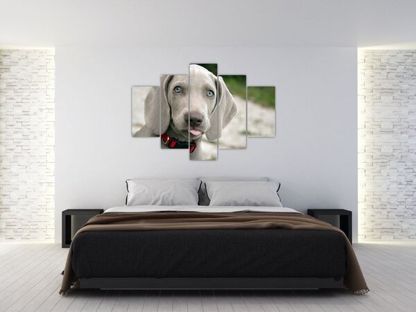 Tablou - cățeluș weimaraner (150x105 cm)