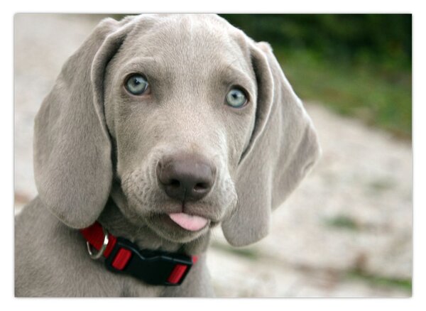 Tablou - cățeluș weimaraner (70x50 cm)