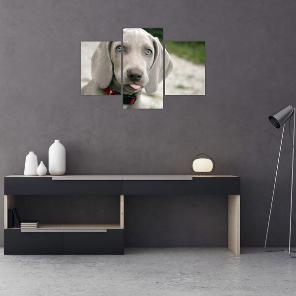 Tablou - cățeluș weimaraner (90x60 cm)