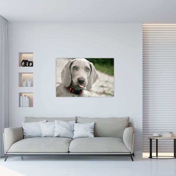 Tablou - cățeluș weimaraner (90x60 cm)
