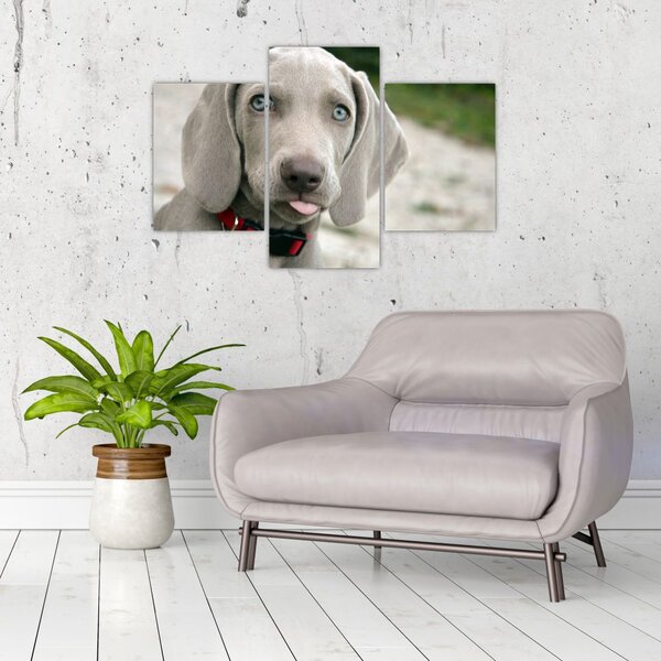 Tablou - cățeluș weimaraner (90x60 cm)