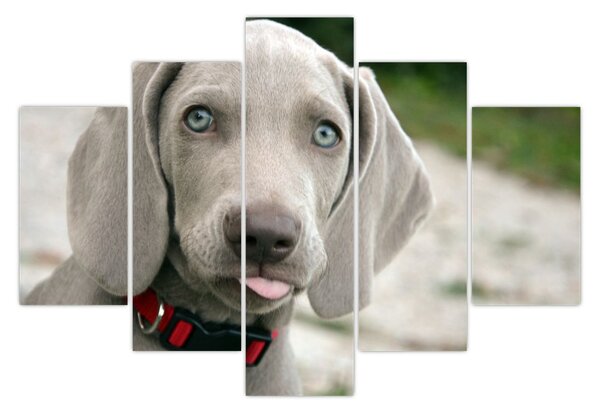 Tablou - cățeluș weimaraner (150x105 cm)
