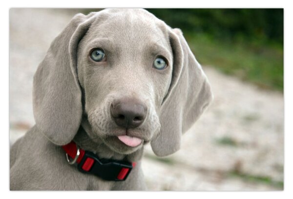 Tablou - cățeluș weimaraner (90x60 cm)