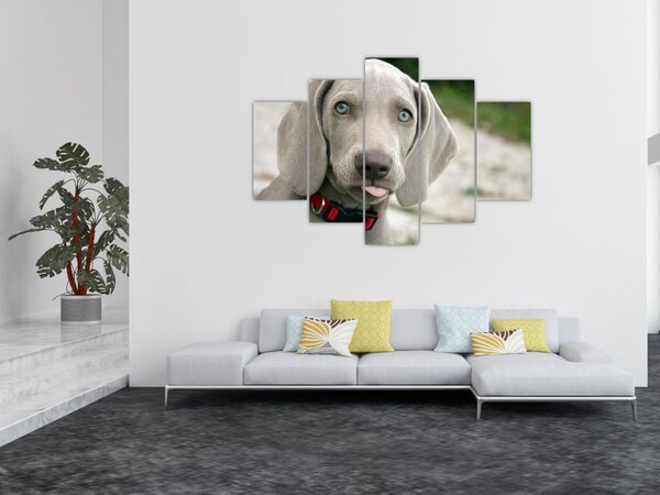 Tablou - cățeluș weimaraner (150x105 cm)