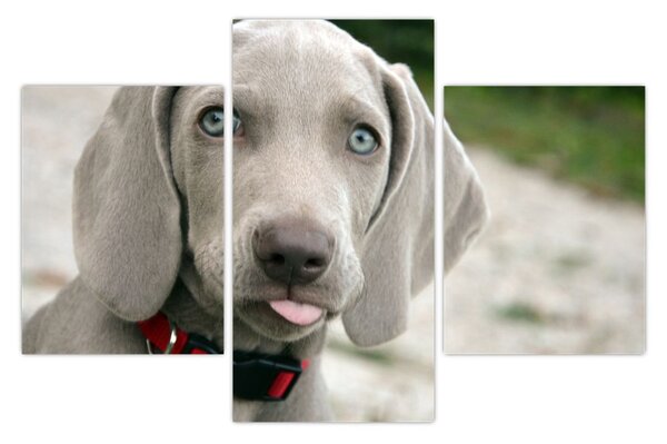 Tablou - cățeluș weimaraner (90x60 cm)