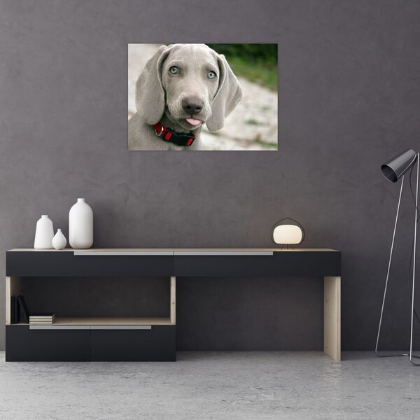 Tablou - cățeluș weimaraner (70x50 cm)