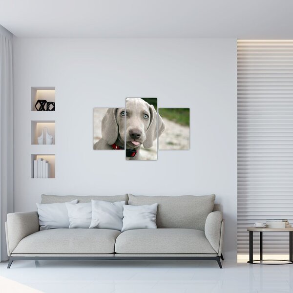Tablou - cățeluș weimaraner (90x60 cm)