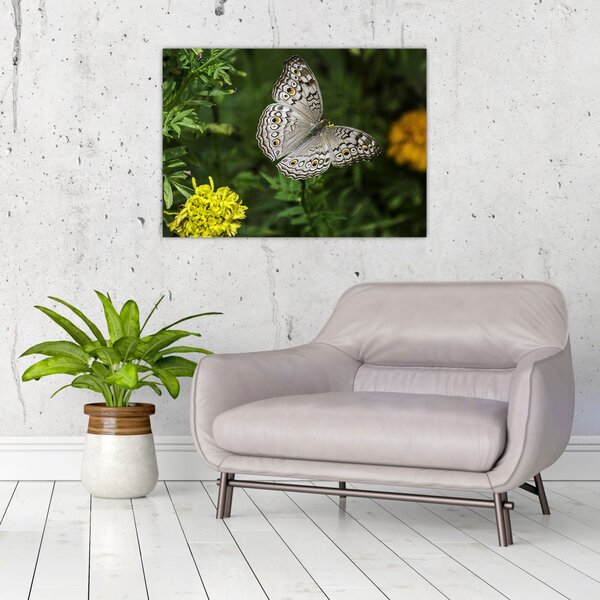 Tablou - fluture alb (70x50 cm)