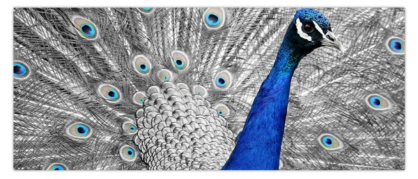 Tablou - păun albastru (120x50 cm)
