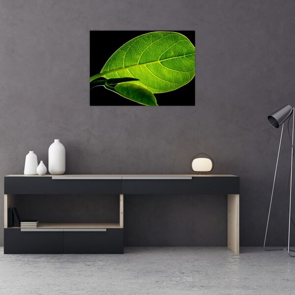 Tablou - frunză verde (70x50 cm)
