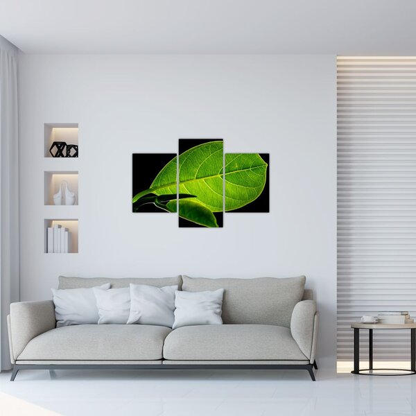 Tablou - frunză verde (90x60 cm)