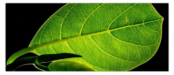 Tablou - frunză verde (120x50 cm)